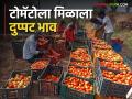Tomato Market करंजखेडच्या टोमॅटोला मिळतोय दुप्पट भाव; खरेदीसाठी व्यापारीच येताहेत बांधावर - Marathi News | Tomato Market Karanjkhed tomatoes are getting double price; Traders come to the dam to buy | Latest agriculture News at Lokmat.com
