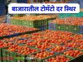 Tomato Market Price बाजारातील टोमॅटो दर स्थिर; वाचा आजचे टोमॅटो बाजारभाव - Marathi News | Tomato Market Price Tomato market price stable; Read today's tomato market prices | Latest agriculture News at Lokmat.com