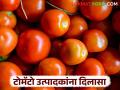 Tomato Market : टोमॅटो उत्पादकांना मिळतोय आता दमदार दर वाचा सविस्तर - Marathi News | latest news Tomato Market : Tomato growers are now getting strong prices Read in detail | Latest agriculture News at Lokmat.com