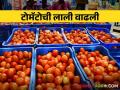 Tomato Market Narayangaon नारायणगाव बाजारात टोमॅटोला मिळतोय चांगला दर, एका कॅरेटला मिळाला इतका भाव - Marathi News | Tomato Market Narayangaon In Narayangaon market, tomato fetches high prices, one carat fetches the same price. | Latest agriculture News at Lokmat.com