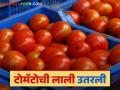 शेतकऱ्यांनी खरिपातील नुकसान भरून काढण्यासाठी टोमॅटोची लागवड केली पण गणित फसलं - Marathi News | Farmers planted tomatoes to make up for Kharif losses, but the economics went wrong | Latest agriculture News at Lokmat.com