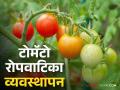 Tomato Nursery : टोमॅटो रोपवाटिका कशी तयार कराल? काय काळजी घ्याल? वाचा सविस्तर  - Marathi News | Latest News How to prepare a tomato nursery management Read in detail  | Latest agriculture News at Lokmat.com
