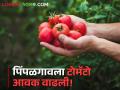 Tomato Market : पिंपळगावला दीड लाख टोमॅटो कॅरेटची आवक, आज काय भाव मिळाला?  - Marathi News | Latest News Tomato Market Arrival of one lakh 44 thousand tomato carrots in Pimpalgaon market read in detail | Latest agriculture News at Lokmat.com