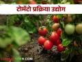 Tomato Processing : टोमॅटो प्रक्रिया उद्योगातून काय-काय करता येईल? जाणून घ्या सविस्तर  - Marathi News | Latest News Process tomatoes to produce food, less loss, economic benefit read details | Latest agriculture News at Lokmat.com
