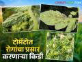 Tomato Rog : टोमॅटो पिकात कोणत्या किडींमुळे येतात कोणते रोग? वाचा सविस्तर - Marathi News | Tomato Rog : Which pests cause which diseases in tomato crops? Read in detail | Latest agriculture News at Lokmat.com
