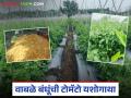 Farmer Success Story : टोमॅटोचं लाल सोनं; ३० गुंठ्यातून वाबळे बंधूंनी कमावले लाखो! वाचा सविस्तर - Marathi News | latest news Farmer Success Story: Red gold of tomatoes; Wable brothers earned lakhs from 30 guns! Read in detail | Latest agriculture News at Lokmat.com
