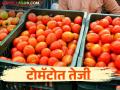 Tomato Market; टोमॅटो बाजारभाव वाढला, राज्यातील प्रमुख बाजार समितीत कसा मिळतोय दर - Marathi News | Tomato Market; Tomato market price has increased, how is the price get in the main market committee of the state | Latest agriculture News at Lokmat.com