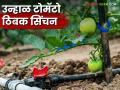 Tomato Tibak Sinchan : टोमॅटोसाठी ठिबक सिंचनाच्या वापर करा, 45 टक्के पाणी बचत करा  - Marathi News | Latest News Tomato Tibak Sinchan Use drip irrigation for tomatoes, save 45 percent water | Latest agriculture News at Lokmat.com
