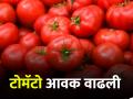 Tomato Market टोमॅटो आवक वाढली; वाचा आजचे बाजारभाव - Marathi News | Tomato Market Tomato arrivals increased; Read today's market prices | Latest agriculture News at Lokmat.com