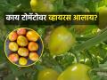 विषाणूजन्य रोगापासून टोमॅटोचे संरक्षण कसे कराल? - Marathi News | How to protect tomatoes from viral diseases? | Latest agriculture News at Lokmat.com