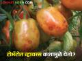टोमॅटोमध्ये व्हायरस विषाणुजन्य रोग का येतात? काय आहेत कारणे - Marathi News | Why do virus diseases occur in tomatoes? What are the reasons | Latest agriculture News at Lokmat.com