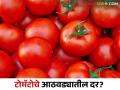 Tomato Market : टोमॅटोचे दर घसरण्याचे नेमकं कारण काय? जाणून घ्या सविस्तर  - Marathi News | Latest News Tomato Market last week tomato market prices rate down reason Know in detail  | Latest agriculture News at Lokmat.com