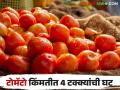 Tomato Market : टोमॅटो आवकेत 23 टक्के, तर किंमतीत 4 टक्क्यांची घट, जाणून घ्या सविस्तर  - Marathi News | Latest News Tomato Bajarbhav 23 percent decrease in tomato arrival and 4 percent decrease in price, know in detail  | Latest agriculture News at Lokmat.com