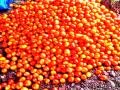 अत्यल्प भावामुळे ताटातील टोमॅटो फेकले रस्त्यावर - Marathi News | Due to a very little brother, the tomato thrown on the road | Latest jalgaon News at Lokmat.com