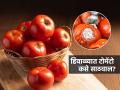 हिवाळ्यात टोमॅटो सडतात, काळे पडतात? बुरशी लागू नये म्हणून ३ ट्रिक्स, फ्रीजशिवाय राहतील फ्रेश - Marathi News | How to store tomatoes in winter without refrigerator 3 tricks to prevent tomatoes from rotting Why tomatoes turn black in winter and how to fix it Best way to keep tomatoes fresh at Home | Latest sakhi News at Lokmat.com