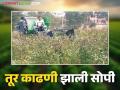 Toor Harvesting : एकरभर तुरीची हार्वेस्टरव्दारे अर्ध्या तासात सोंगणी वाचा सविस्तर - Marathi News | Toor Harvesting : Tur Harvester New Technology Useful For Farmer | Latest agriculture News at Lokmat.com