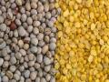 अवघ्या दोन तासात झाली ७०० किलो तूर डाळीची विक्री  - Marathi News | 700 kg of tur dal sold between two hours | Latest pune News at Lokmat.com