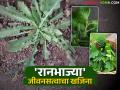 Ranbhajya : जीवनसत्वाचा खजिना असणाऱ्या 'या' रानभाज्या खा अन् आजारापासून दूर रहा - Marathi News | Ranbhajya : Eat these wild vegetables, which are a treasure trove of vitamins, and stay away from diseases | Latest agriculture News at Lokmat.com