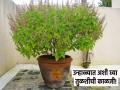 Tulasi Plant Tips: वाढत्या उन्हामुळे तुमची तुळस कोमेजून गेली? फॉलो करा 'या' टिप्स आणि तुळस ठेवा टवटवीत! - Marathi News | Tulasi Plant Tips: Has your Tulasi wilted due to the scorching heat? Follow these tips and keep your basil rejuvenated! | Latest bhakti News at Lokmat.com