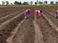 केंद्रीय बियाणे कायद्यात नुकसान भरपाईची तरतूद  नाही - Marathi News | The Central Seed Act does not provide for compensation | Latest chandrapur News at Lokmat.com