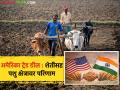 भारत-अमेरिका करार : गहू, तांदळापासून ते दूध, डाळी, मसाले अन् पोल्ट्रीपर्यंत, यावर कसा परिणाम होईल?  - Marathi News | Latest News India-US agreement From wheat and rice to milk, pulses, spices and poultry, how will it affect us | Latest agriculture News at Lokmat.com