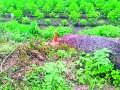 एरंडोल-येवला राज्य मार्गावर अवैध वृक्षतोड - Marathi News | Invalid tree trunk on the state road to Erandol-Yeola | Latest jalgaon News at Lokmat.com