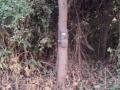 वाघ आढळलेल्या परिसरात लावले ट्रॅप कॅमेरे - Marathi News | Trap cameras installed in the area where the tiger was found | Latest akola News at Lokmat.com