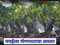 Papaya Farming : पपईची प्रत खराब होऊ नये म्हणून गोणपाटाचा आधार, वाचा सविस्तर  - Marathi News | Latest News Papaya Crop Management use of burlap to prevent papaya from spoiling, read in detail | Latest agriculture News at Lokmat.com