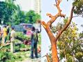 झाड तोडणाऱ्यांवर कारवाईची कुऱ्हाड; होणार थेट ५० हजारांचा दंड - Marathi News | Ax action against tree fellers; Direct penalty of 50,000 will be imposed, Ordinance issued to amend the Act | Latest mumbai News at Lokmat.com