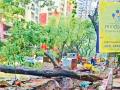 रस्त्याच्या कामांमुळे झाड कोसळले; ठेकेदारावर बडगा?  - Marathi News | Tree fell due to road works; blame the contractor | Latest mumbai News at Lokmat.com