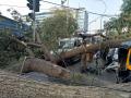 झाड पडल्याने वाहतुकीचा खोळंबा; दोनजण जखमी  - Marathi News | Traffic loss due to tree fall; Two injured | Latest mumbai News at Lokmat.com