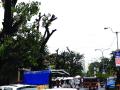 पनवेलमध्ये विकासाच्या नावाखाली घेतला जातोय झाडांचा बळी - Marathi News | The victim of the trees being taken under the name of development in Panvel | Latest navi-mumbai News at Lokmat.com