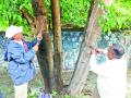 झाडे होणार खिळेमुक्त; महापालिका प्रशासनाचा आदेश - Marathi News | Plants are free of nails; Order of municipal administration | Latest pimpri-chinchwad News at Lokmat.com