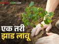 World Environment Day; एक तरी झाड लावू मित्रा त्याला पाणी घालू - Marathi News | World Environment Day; Let's plant at least one tree, friend, let's give water it & save it | Latest agriculture News at Lokmat.com