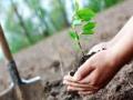 वृक्ष लागवडीच्या पूर्वतयारीसाठी मनपाला मुहूर्त सापडेना - Marathi News | For the preparation of tree plantation, the municipality could not find a Muhurta | Latest akola News at Lokmat.com