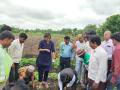 अकोला-पातूर महामार्गावर एकाच दिवशी ३७७५ वृक्ष लागवड ! - Marathi News | 3775 trees planted on the Akola-Patur highway in a single day! | Latest akola News at Lokmat.com