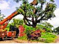 महामार्गबाधित मोठ्या झाडांचे पुनर्राेपण - Marathi News |  Reopening of large trees along the highway | Latest sangli News at Lokmat.com