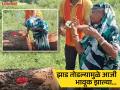 झाड नाही, 'काळजाचा तुकडा' तोडला! २० वर्षे जपलेल्या वृक्षासाठी आजींचा आक्रोश; व्हिडीओ पाहून तुमच्याही डोळ्यात पाणी येईल - Marathi News | Not a tree piece of grief' cut off Grandmother's cry for a tree she has cherished for 20 years; Watching the video will make your eyes water too | Latest social-viral News at Lokmat.com