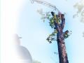 पुण्यात विकासकामांसाठी तेरा हजार झाडांचे मरण - Marathi News | thirteen Thousands of trees death for development works in pune | Latest pune News at Lokmat.com
