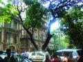 पालिकेने झटकली धोकादायक झाडांची जबाबदारी - Marathi News |  The responsibility of the dangerous plants | Latest mumbai News at Lokmat.com