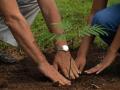 'आम्ही अकोलेकरां'चे दोन दिवसांत १६५० वृक्षारोपण - Marathi News |  1650 plantation in two days by 'Aamhi Akolekar' group | Latest akola News at Lokmat.com