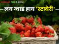 आदिवासी शेतकऱ्यांचा सेंद्रिय स्ट्रॉबेरी शेतीचा पॅटर्न देतोय भातापेक्षा अधिक उत्पन्न - Marathi News | Organic strawberry farming pattern of tribal farmers is yielding more income than rice | Latest agriculture News at Lokmat.com