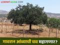 Summer Special : आजही गावरान आंब्याला पसंती का दिली जाते? वाचा सविस्तर  - Marathi News | Latest News prices of Gavran mangoes will be expensive 2024 year Read in detail | Latest agriculture News at Lokmat.com