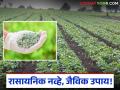Trichoderma Use in Crops : रासायनिक नव्हे, जैविक उपाय! ट्रायकोडर्मा बुरशीने करा पिकांचे संरक्षण वाचा सविस्तर - Marathi News | latest news Trichoderma Use in Crops : Not chemical, biological solution! Protect crops with Trichoderma fungus Read in detail | Latest agriculture News at Lokmat.com