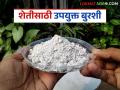 मर, मुळकुज व खोडकुज या रोगांवर जालीम उपाय, करा ह्या बुरशीचा वापर - Marathi News | Use this fungi as a powerful remedy for diseases like blight, root rot, and stem rot | Latest agriculture News at Lokmat.com