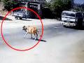 Video : गायीला वाचवताना स्वत: मरता मरता वाचला ट्रक ड्रायव्हर - Marathi News | Truck driver save a cow life in Gujarat, watch viral video | Latest social-viral News at Lokmat.com