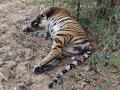 कारवा जंगलात आढळला वाघिणीचा मृतदेह - Marathi News | Tigress found dead in karwa forest near ballarpur | Latest chandrapur News at Lokmat.com