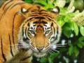 कवठा वाऱ्हात वाघाचा थरार, एकाचवेळी तिघांवर हल्ला - Marathi News | three people injured in attack by tiger in yavatmal | Latest yavatmal News at Lokmat.com