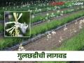 ह्या फुलाला असतो वर्षभर बाजारभाव; कशी कराल लागवड? - Marathi News | Tuberose flower has a market price throughout the year; How to cultivate? | Latest agriculture News at Lokmat.com