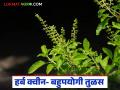 Healthy Tulas : तुळस म्हणजे 'मेडिसिनची राणी', हिवाळ्यात तुळशीची पाने खाणे फायदेशीर ठरते का? - Marathi News | Latest News healthy Tulas Benefits of Tulsi leaves in winter | Latest agriculture News at Lokmat.com